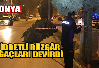 Konya'da şiddetli rüzgar ağaçları devirdi