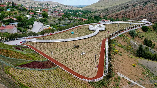 Meram Lavanta kokacak