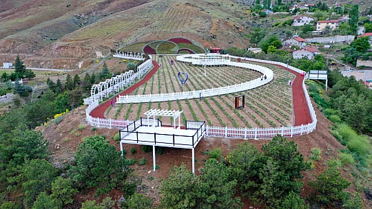 Meram Lavanta kokacak