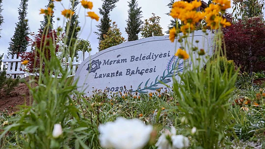 Meram Lavanta kokacak