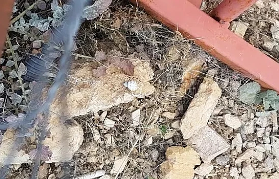 Dünyanın en zehirli havyanı artık Türkiye'de: Bu şehirlerde yaşayanlar aman dikkat!