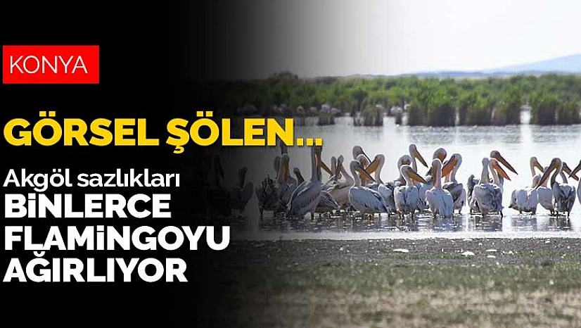 Konya Ovası'nın kuş cenneti Akgöl sazlıkları binlerce flamingoyu ağırlıyor