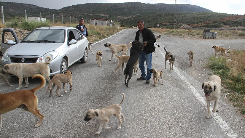 Emekli olunca kendisini sokak köpeklerine adadı