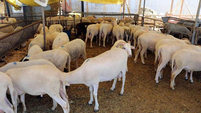 Çiftçiye şap aşısı uyarısı