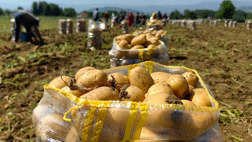 Fiyatı nedeniyle harekete geçmişlerdi... Sivaslı üretici patates hasadında 450 bin rakamını gördü