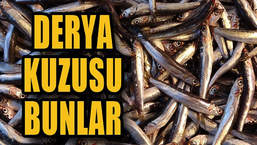 Hamsi tezgahta yerini aldı