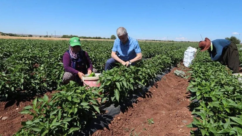 Karaman'da domates ve salatalığın kilosu 1 TL'den satılıyor
