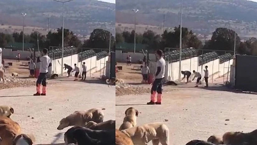 Konya'da barınakta köpeğe eziyet ederek öldüren 2 sanık hakkındaki cezaya itiraz edildi