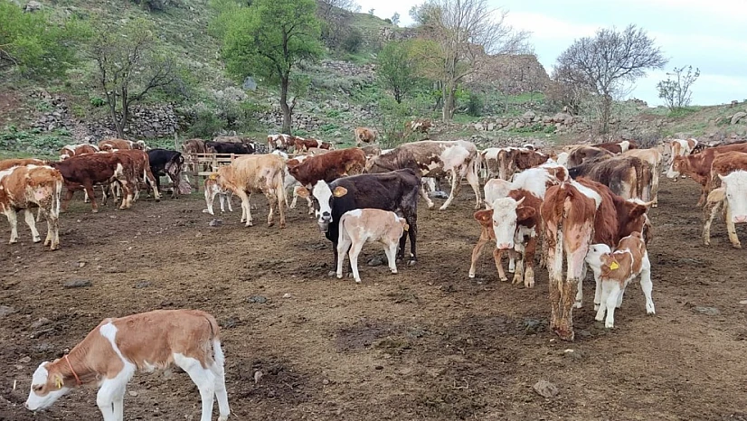 Konya'da bu mahallelere canlı hayvan girişi yasaklandı