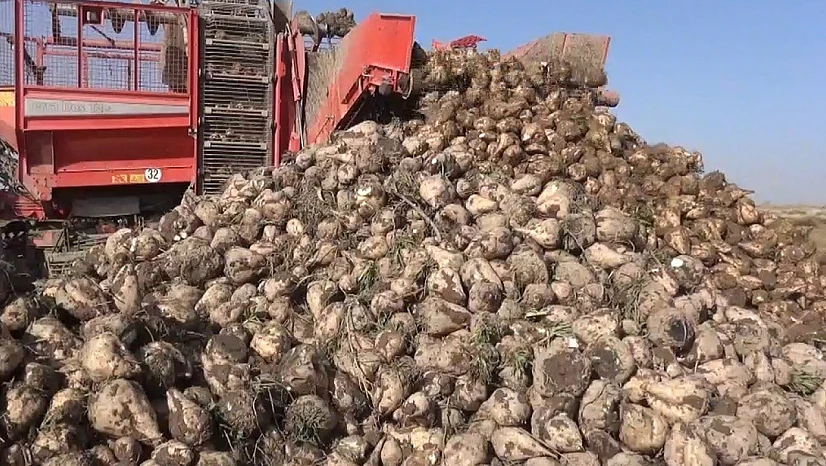 Konya'nın şekeri şifa oluyor! İşte detaylar...