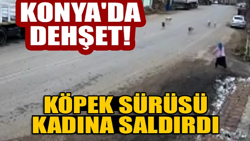 Konya'da dehşet! Köpek sürüsü kadına saldırdı