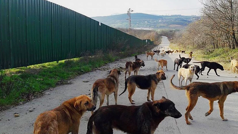 Konya'da sahipsiz köpekler 8 koyunu parçaladı!