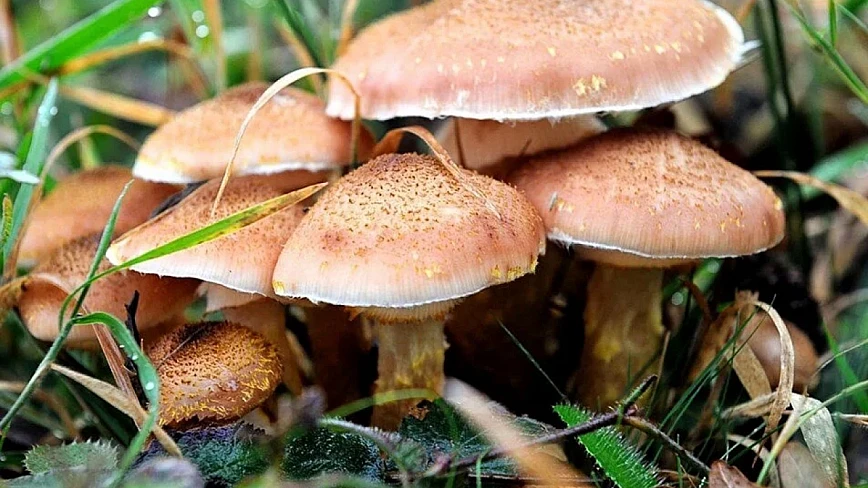 Yediği mantardan zehirlendiği iddia edilen kadın hayatını kaybetti